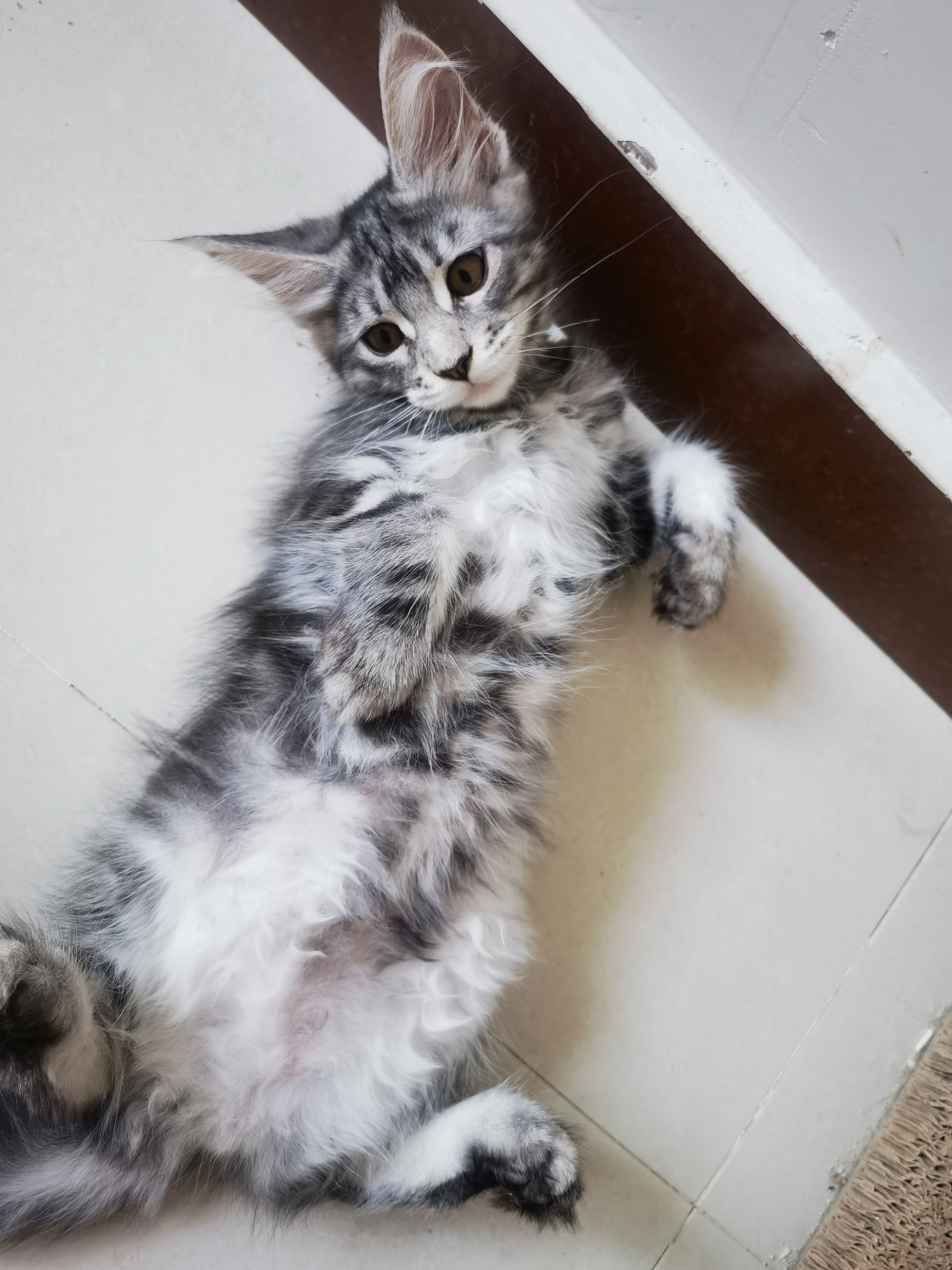 银虎缅因猫